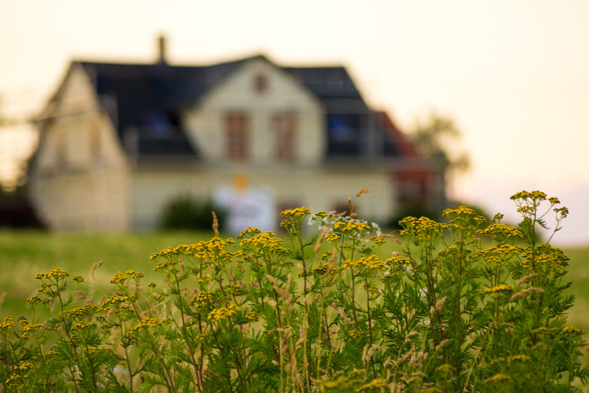 Blurred house with focused flowers. Concept: Rent, sell or buy home